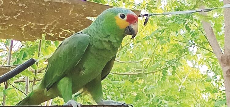 Trafican loros y tuzas