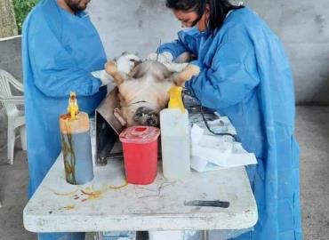 Mascotas domésticas a esterilización