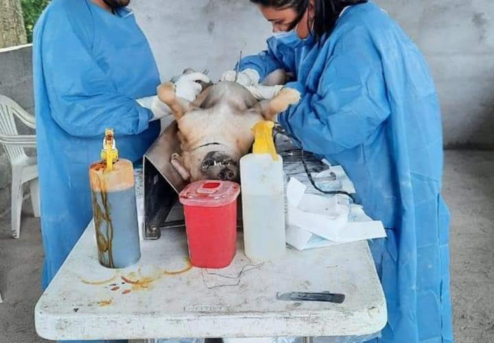 Mascotas domésticas a esterilización