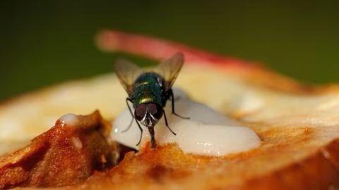 Problemas estomacales provoca plaga de mosca