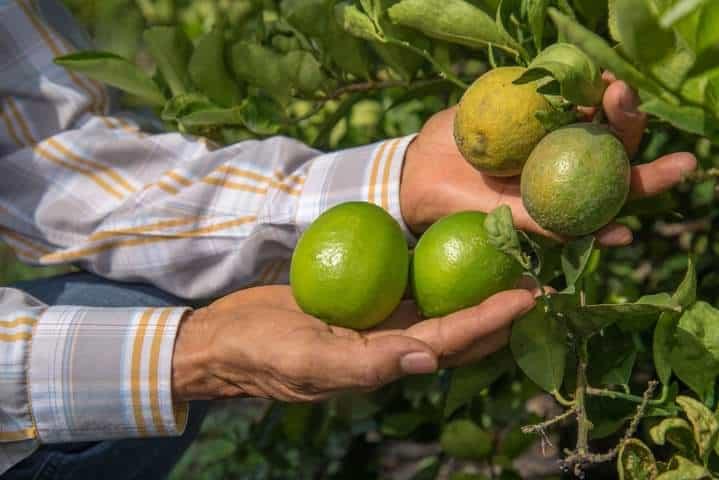 El agricultor es clave para el país