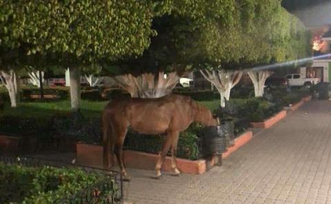 Caballos sueltos hasta en el jardín 

