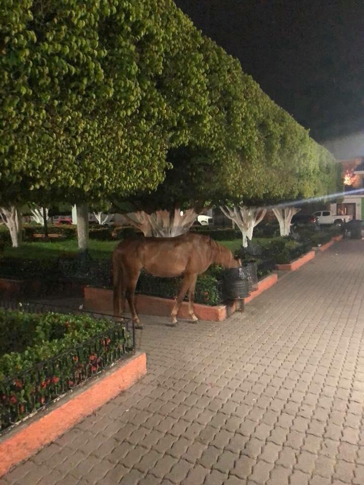 Caballos sueltos hasta en el jardín 