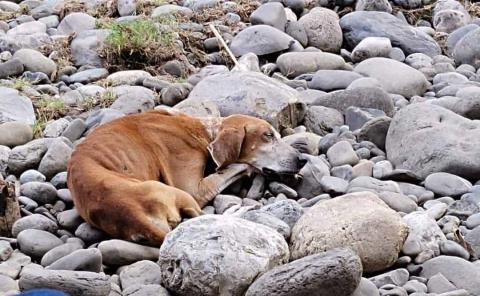 Advierten sobre epidemia de parvovirus en perros