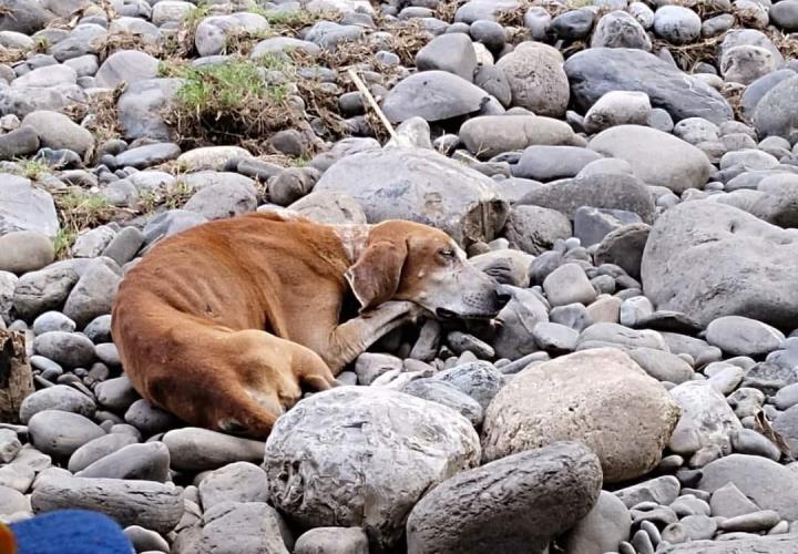 Advierten sobre epidemia de parvovirus en perros