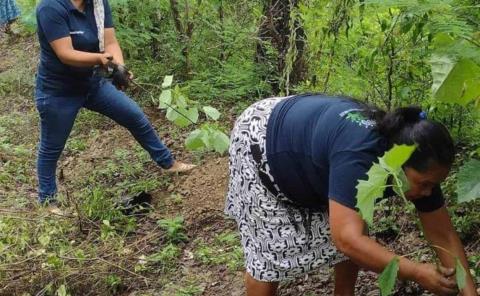 Reforestan áreas de la zona Tének
