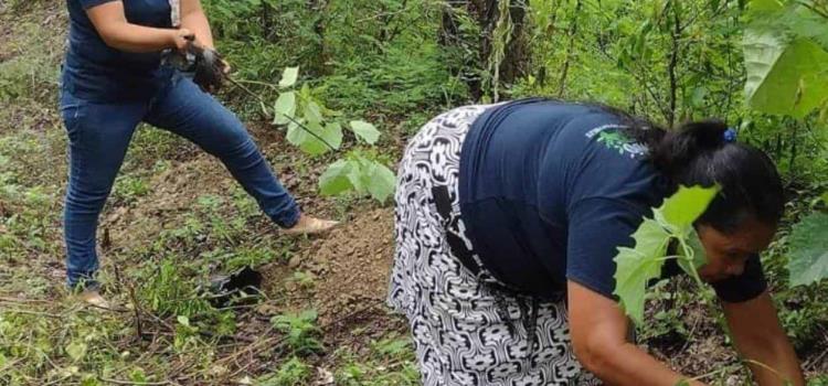 Reforestan áreas de la zona Tének