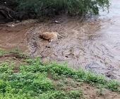 Encontraron animales ahogados en el río 