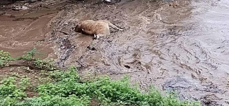 Encontraron animales ahogados en el río 