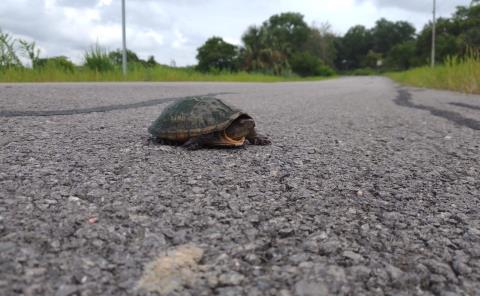 Fauna afectada al cruzar las carreteras