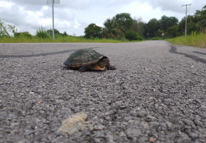 Fauna afectada al cruzar las carreteras