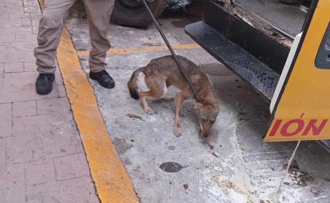 Liberaron coyote a una zona despoblada