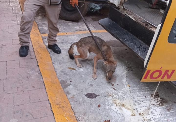 Liberaron coyote a una zona despoblada