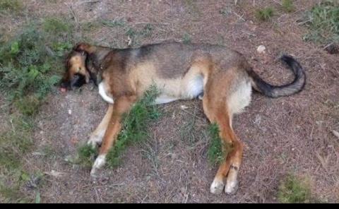 Tres perros más fueron envenenados 
