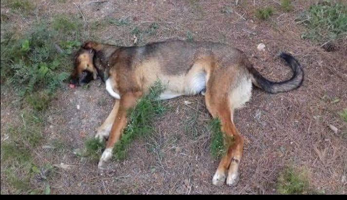 Tres perros más fueron envenenados 