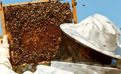 En el municipio insecticidas afecta 
