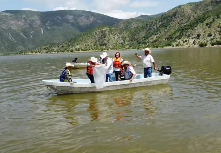 Realiza Saderh siembra de alevines en la Laguna de Metztitlán 