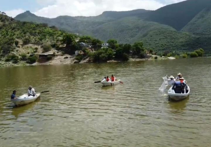 Realiza Saderh siembra de alevines en la Laguna de Metztitlán 