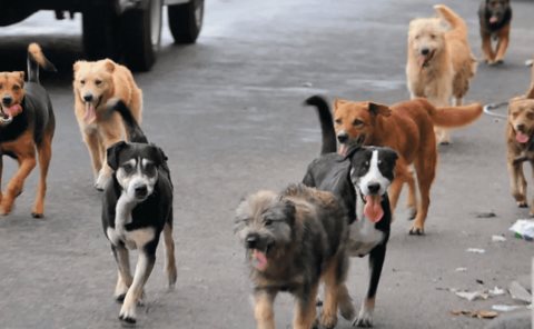 Alerta roja por ataque de perros