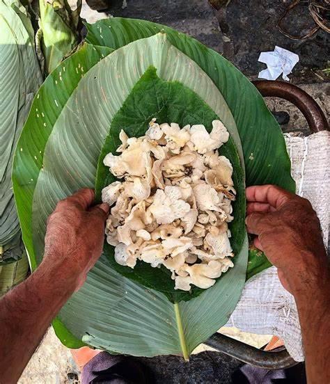 Hongos: un manjar de la Huasteca