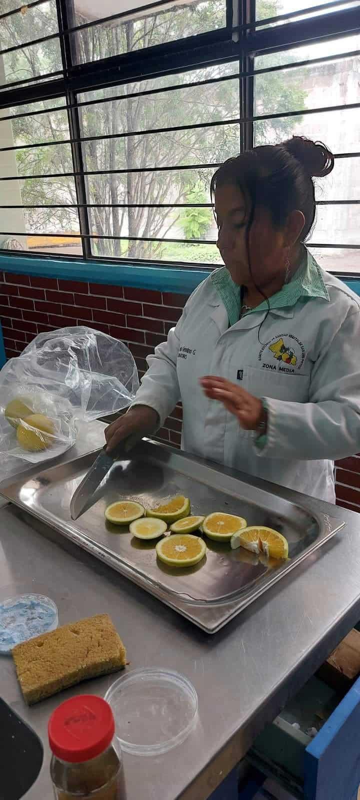 Evalúan en laboratorio mosca de fruta en ZM