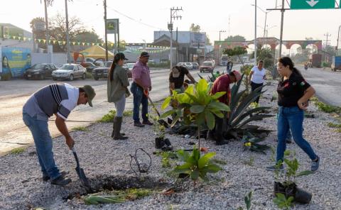 Limpian y reforestan camellón 
