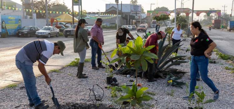 Limpian y reforestan camellón 