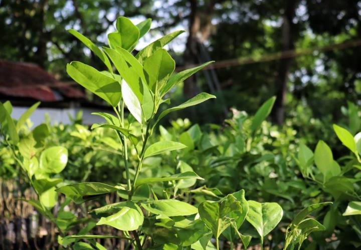 Entrega apoyos agropecuarios titular de Saderh en gira por la Sierra y Huasteca