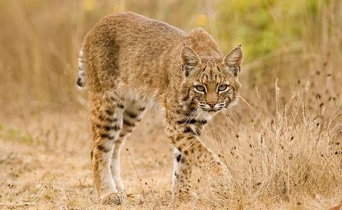 Gatos montés bajan de la sierra