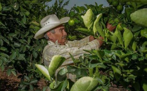 Productores colocaron trampas contra insectos
