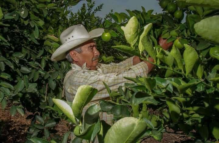 Productores colocaron trampas contra insectos