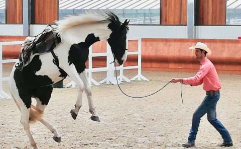 Promueven producción equina en la Fenapo

