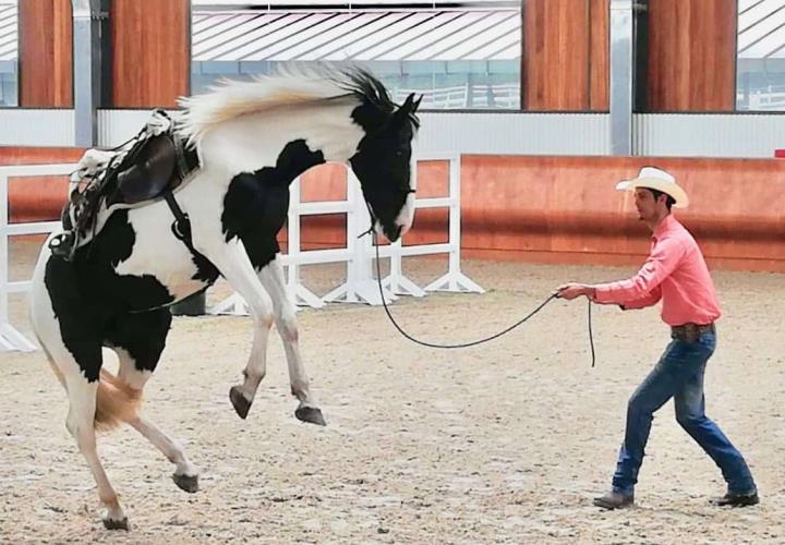 Promueven producción equina en la Fenapo