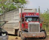 Camión con reses aseguró la GCE