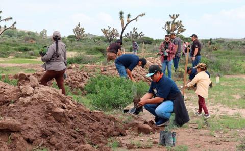 Reforestan en "Ojo de Agua"
