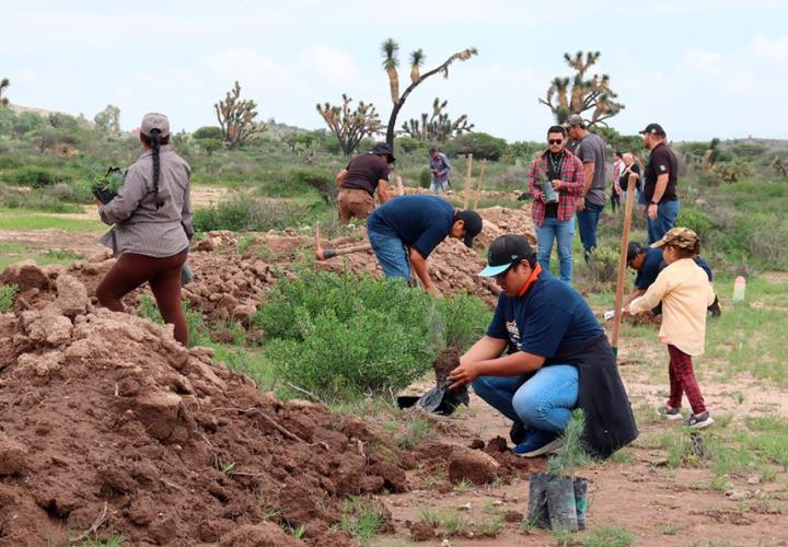 Reforestan en "Ojo de Agua"