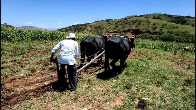 Lluvias beneficiaron a los agricultores 