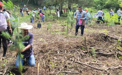 Planean sembrar 48 millones de árboles