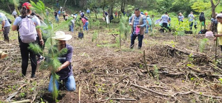 Planean sembrar 48 millones de árboles