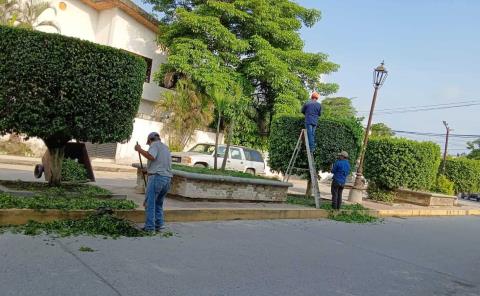 Llevan a cabo desbroce de árboles en bulevar
