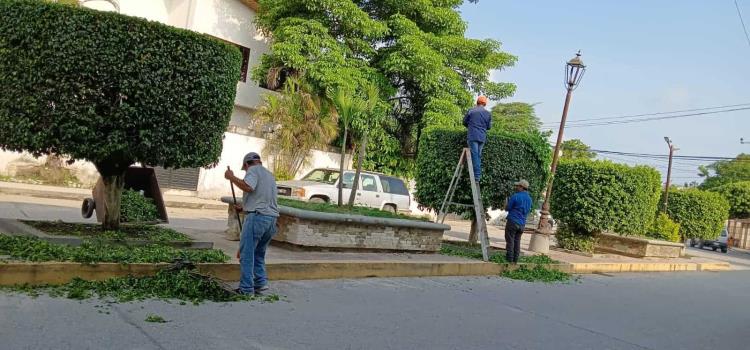 Llevan a cabo desbroce de árboles en bulevar