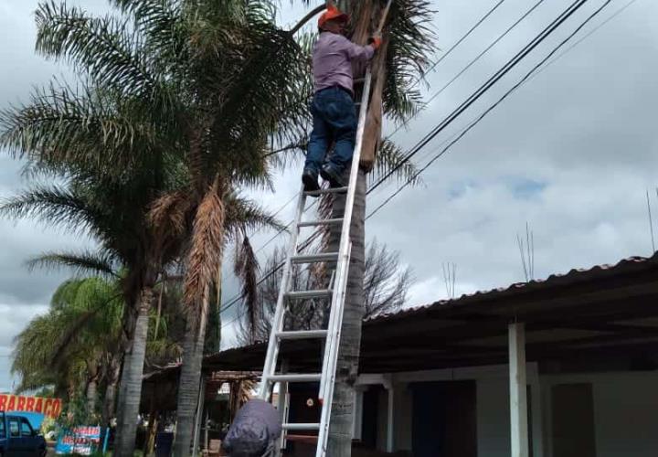 Semarnath avanza en la conservación de germoplasma forestal en la entidad