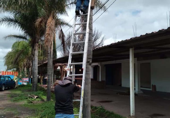 Semarnath avanza en la conservación de germoplasma forestal en la entidad