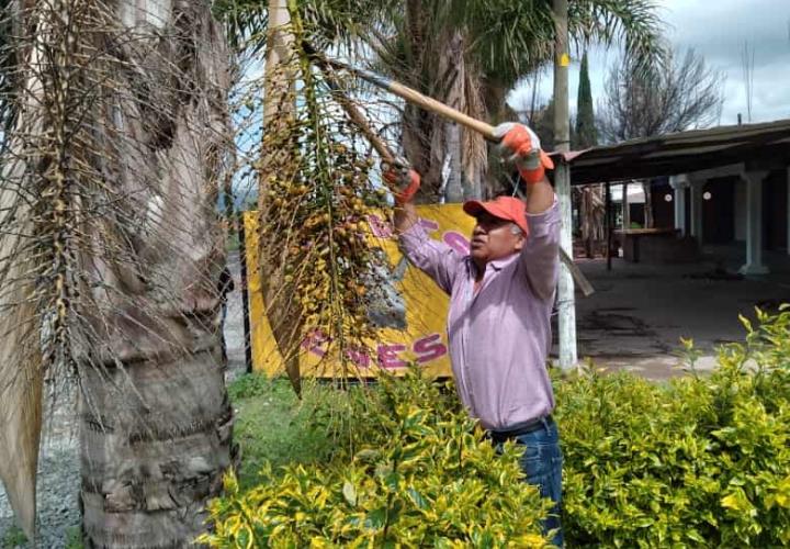 Semarnath avanza en la conservación de germoplasma forestal en la entidad