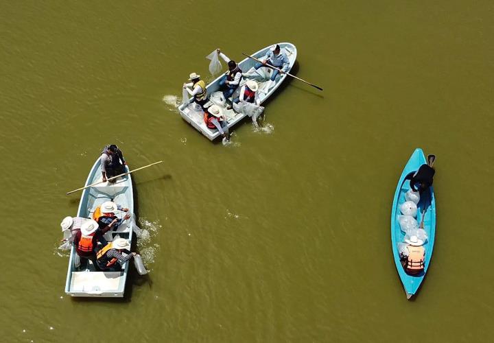 Siembra Saderh crías de peces en la presa Requena