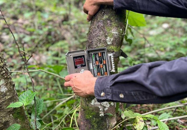 Hidalgo refuerza la protección de su biodiversidad con la instalación de cámaras trampa en la región Otomí-Tepehua