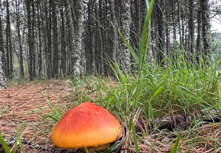 Epazoyucan celebra la temporada de hongos con festival