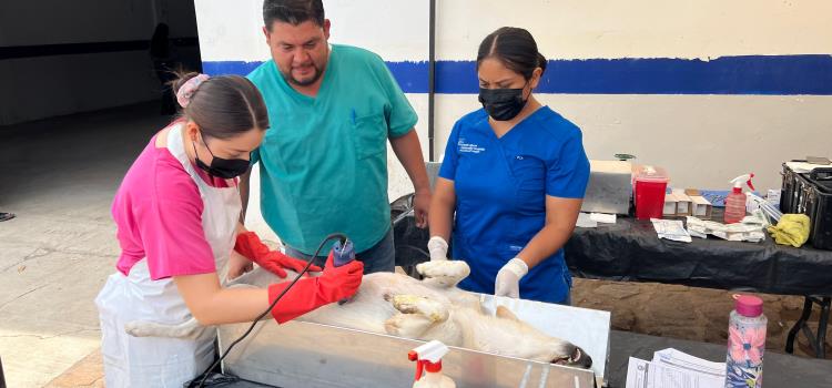 Más de 3 mil mascotas fueron esterilizadas 