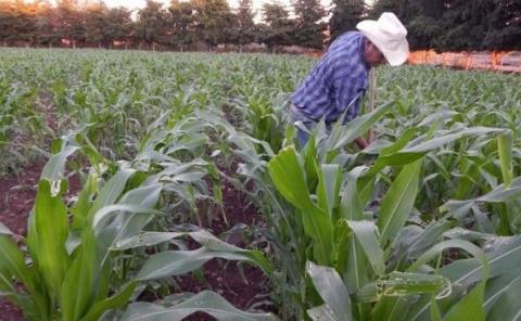 Lluvias alimentan la esperanza a campesinos 

