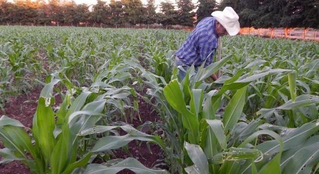 Lluvias alimentan la esperanza a campesinos 